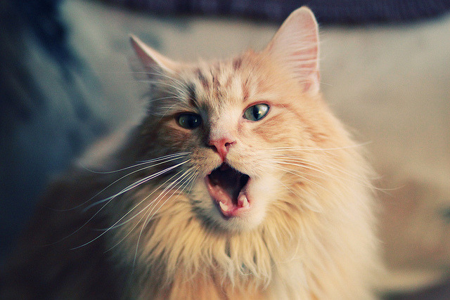 拜仁锋线新星油门闪耀,未来超级巨星已现端倪,拜仁神锋