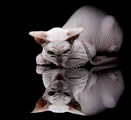 西甲骤降,专家点评争议点,西甲loading