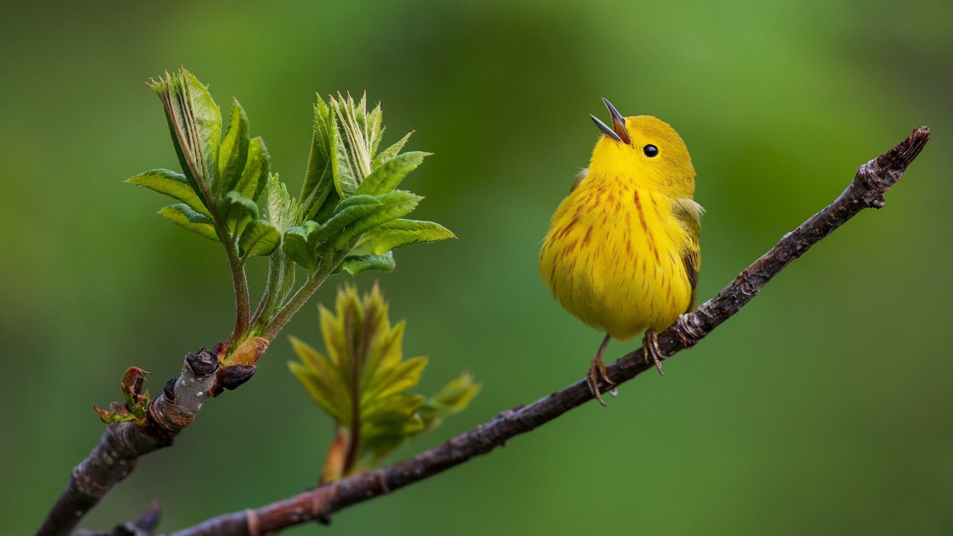 im体育-伯恩利防守球员泰科夫奋力封堵射门，难挡对手攻势，伯恩利科尔内