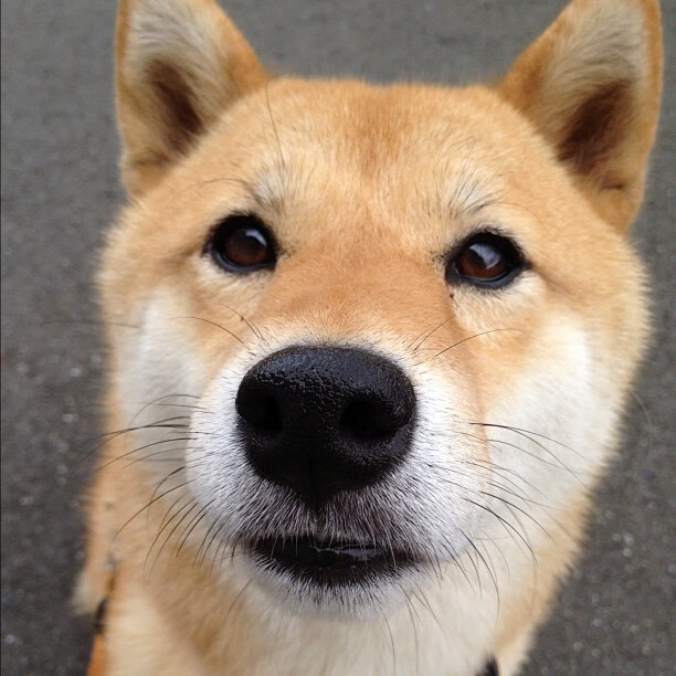 im体育网站-河北华夏幸福主场告捷，卷土重来，河北华夏幸福的主场