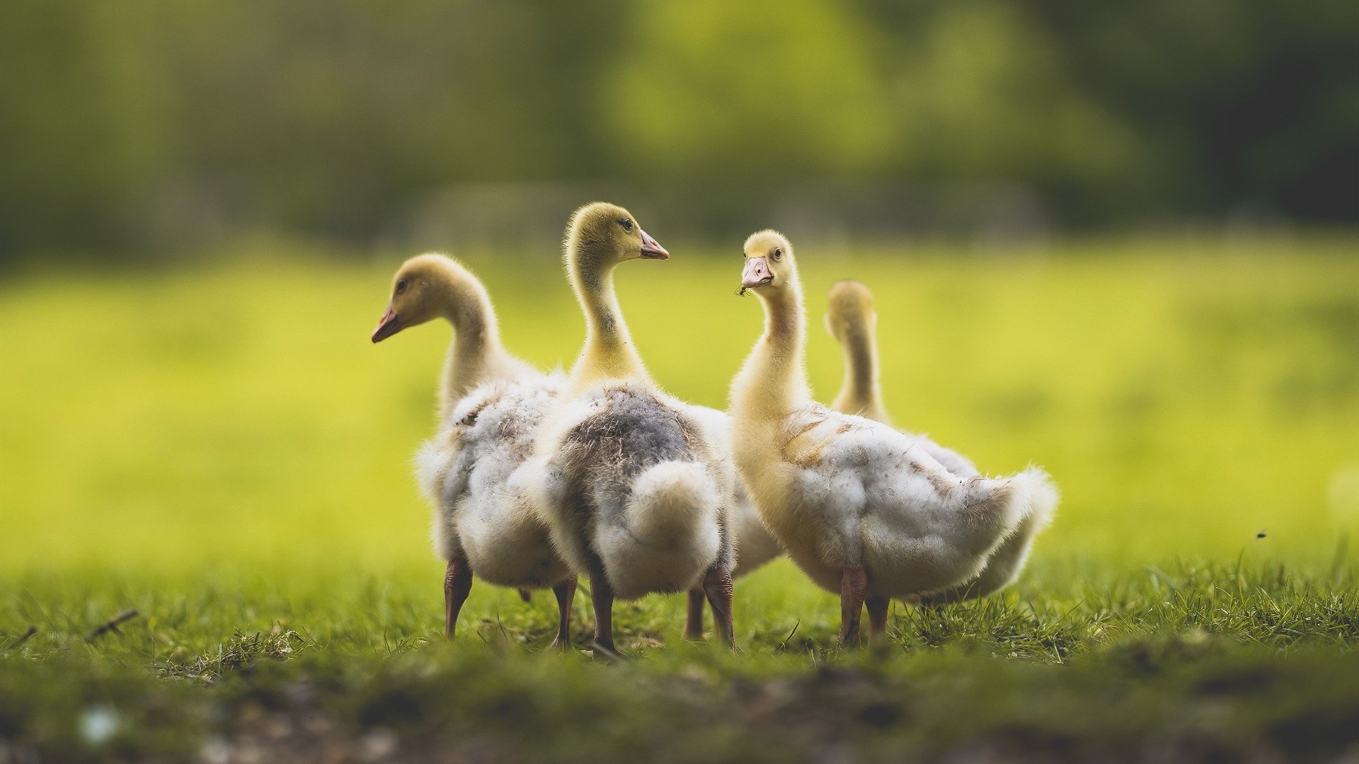 im电竞官方版-阿尔巴尼亚遭遇逆转失利，小组出线前景堪忧，阿尔巴尼亚哪去了