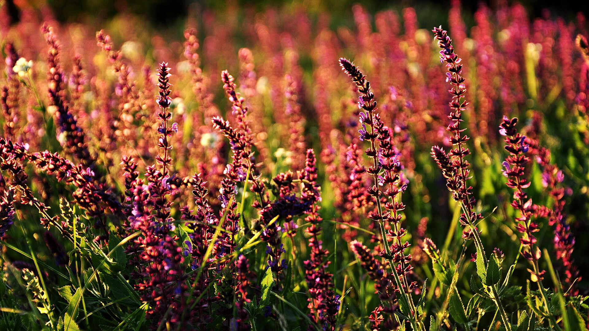 im体育官方登录网站入口-世界杯中国队晋级 球员信心不断提升，世界杯中国队晋级 球员信心不断提升的原因