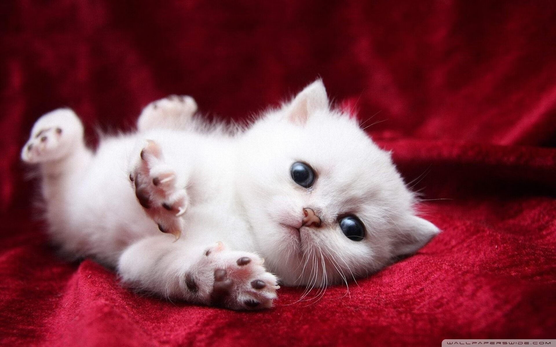 im电竞官网登录-东亚杯中国足球战平 战术分析成为焦点，东亚杯国足成绩