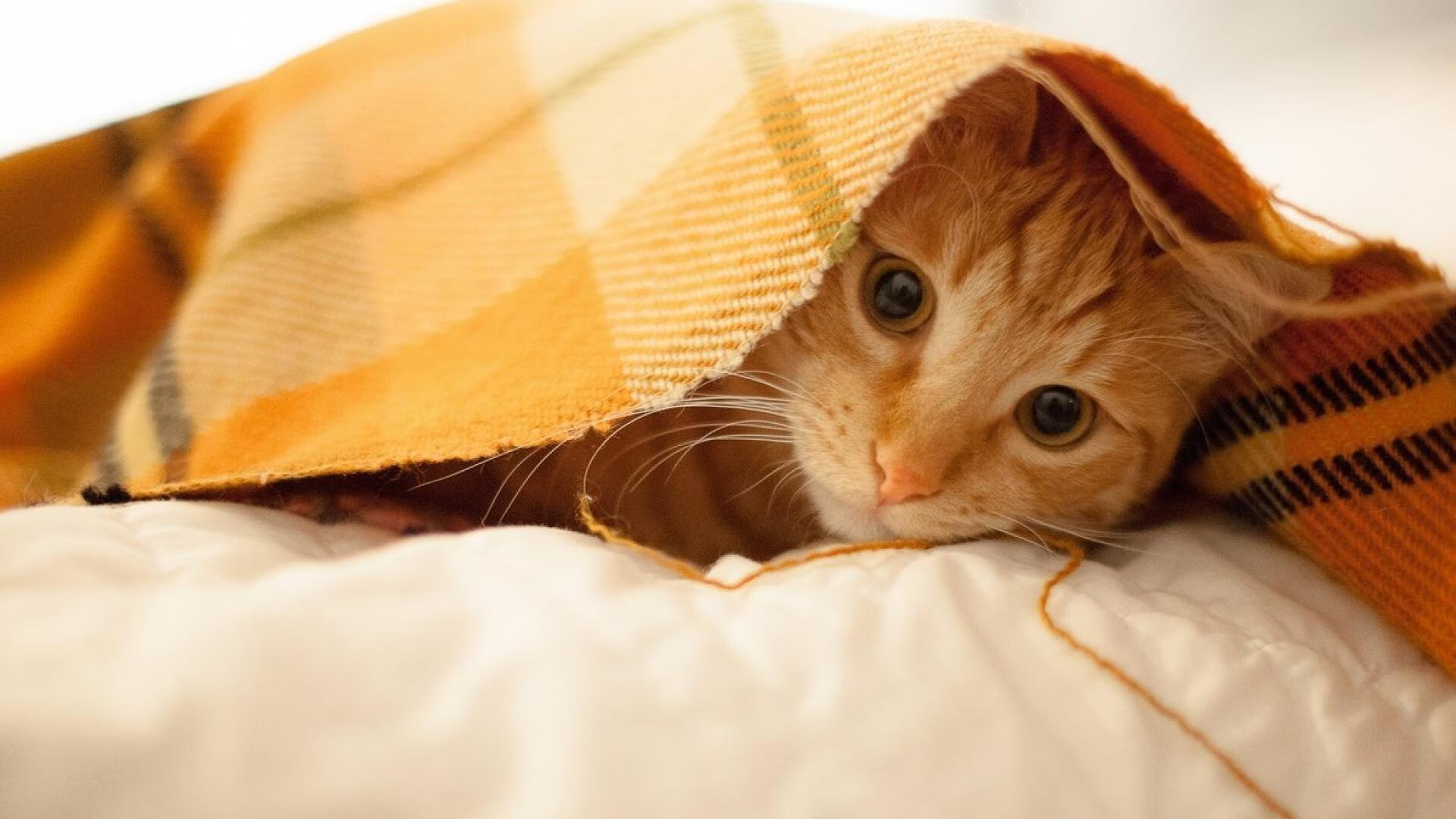 im体育-决赛红牌事件成为球队转折点，红牌会停赛吗