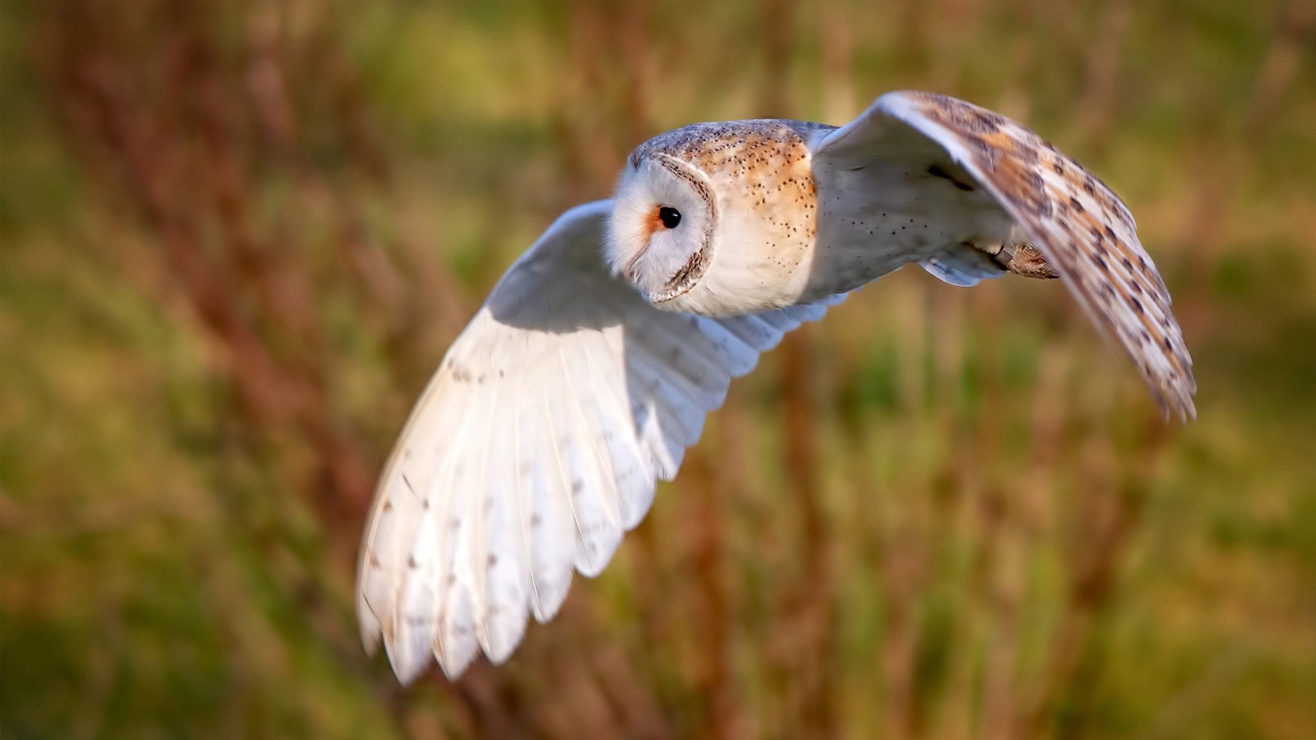 im电竞官网首页-雷恩前压战术奏效抢下关键三分，雷恩是哪个联赛的