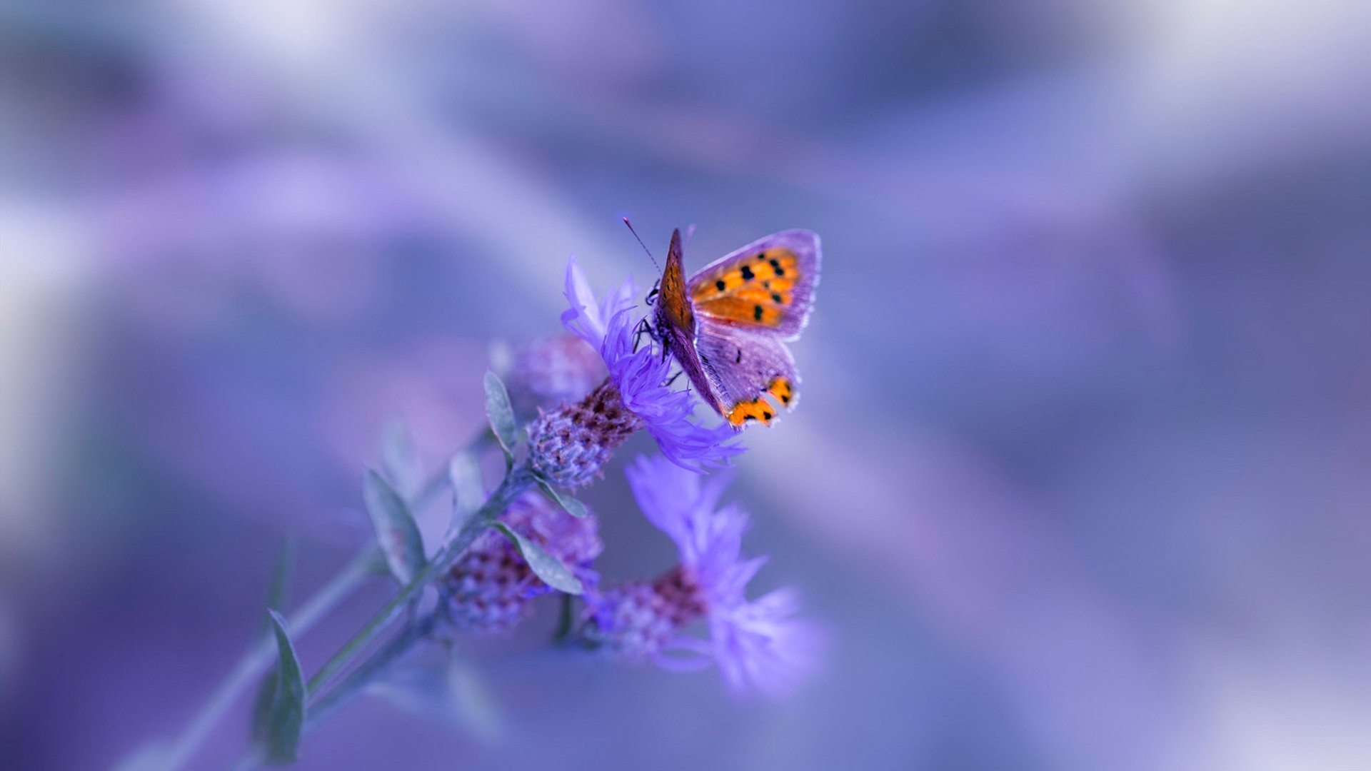 乌干达男篮在非洲预赛中高歌猛进,期待奥运新突破,乌干达篮球全国联赛