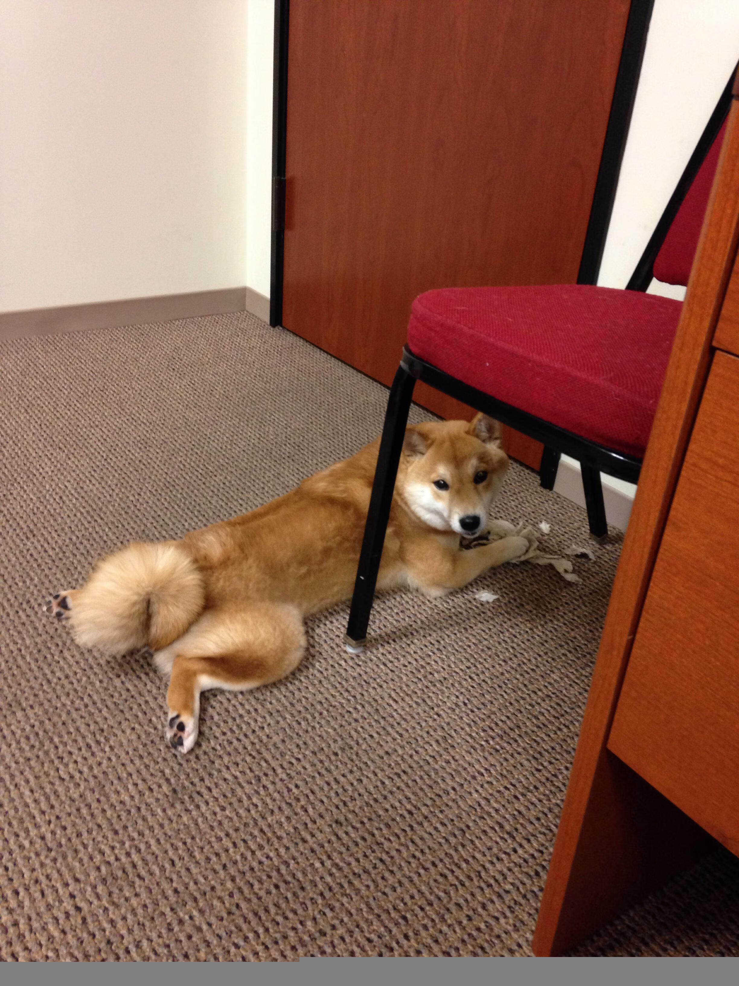 IM体官网-图穆亚展现的突破与传球能力，令袋鼠队进攻如行云流水，穆图什么水平