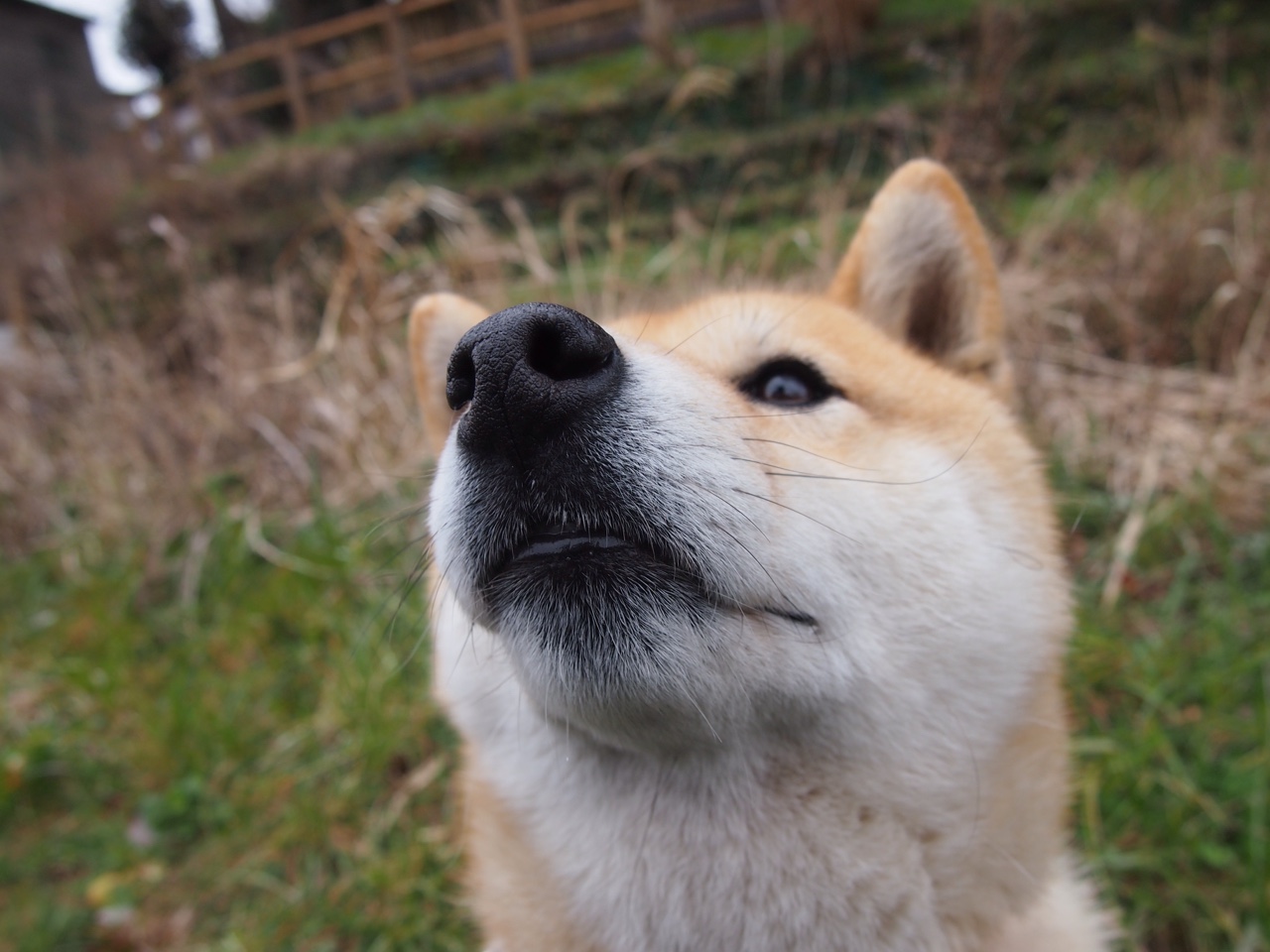 新西兰橄榄球的全球市场吸引力不断攀升，新西兰 橄榄球