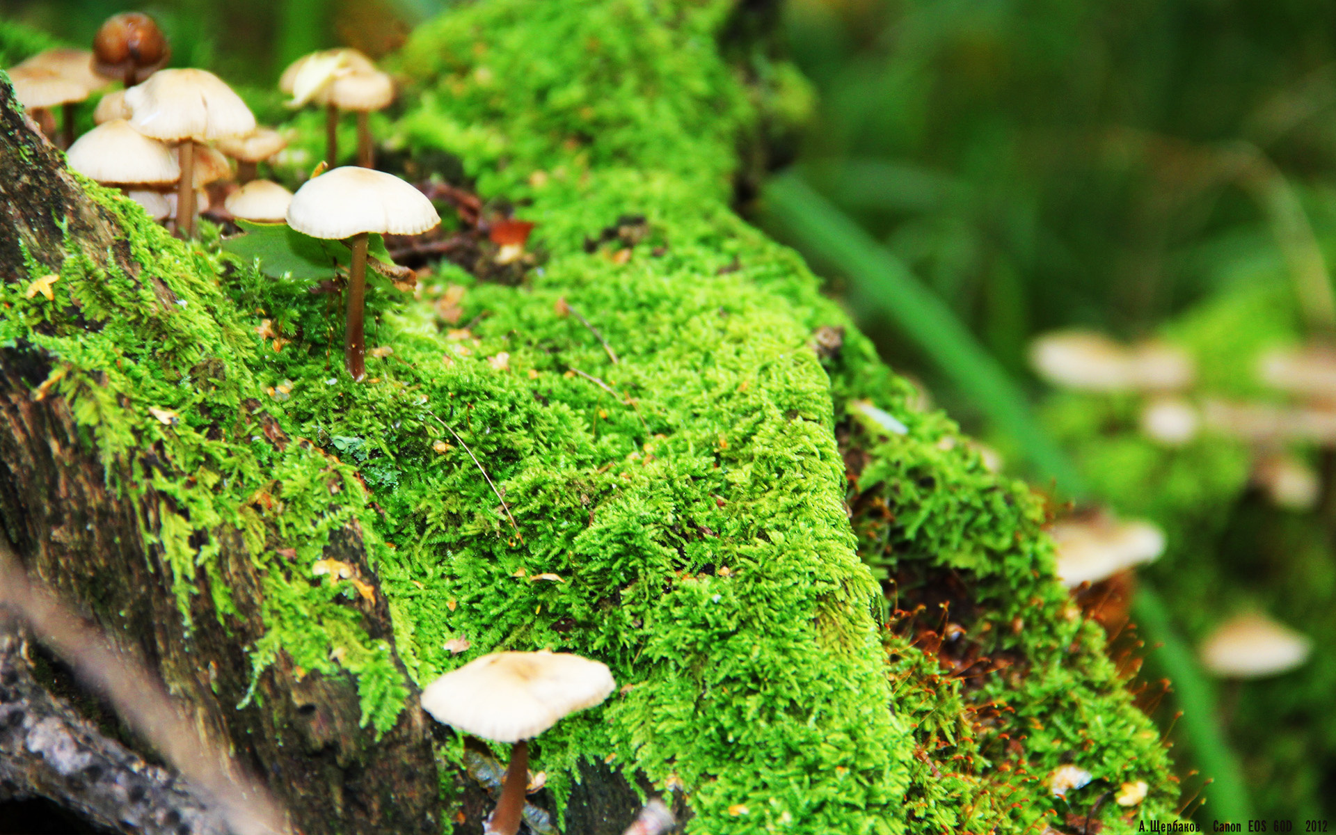 美洲杯明星闪耀:精彩突破助力球队升华!,美洲杯有哪些明星