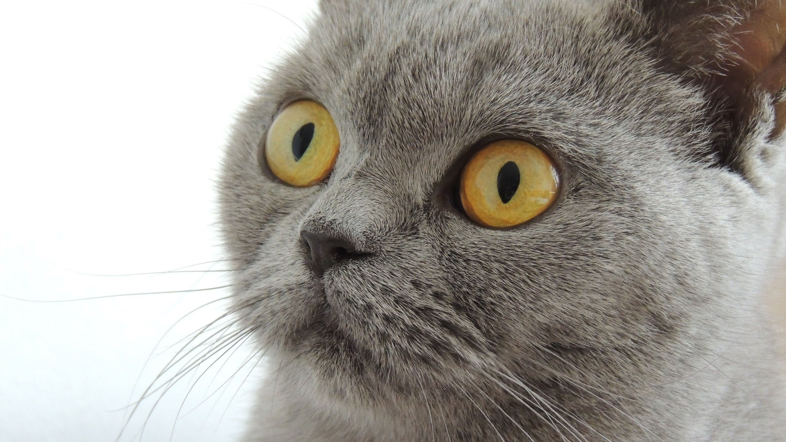 西甲火力全开：场场精彩纷呈！，西甲场次